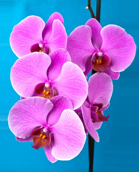 Oddział kwitnących orchidei — Zdjęcie stockowe