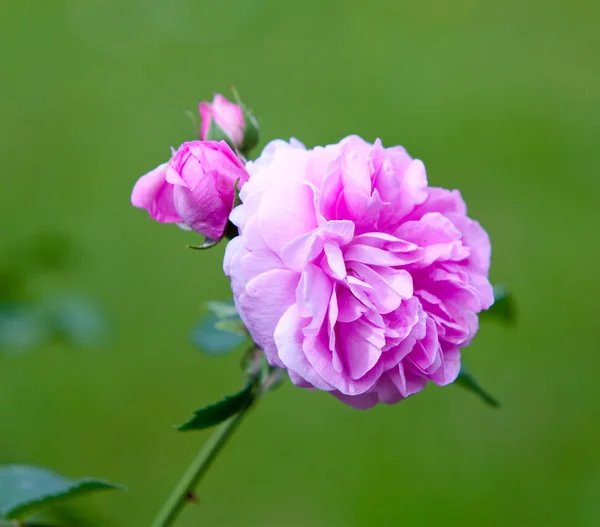 Garden rose — Stock Photo, Image