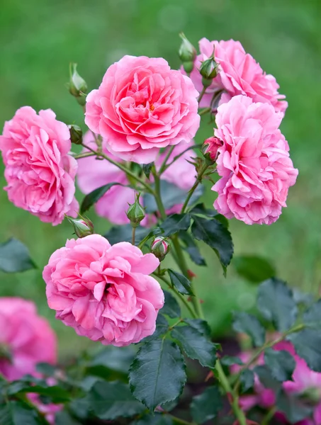 Bush rose — Stockfoto