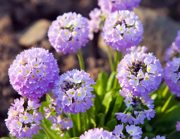 Cebolas decorativas florescentes (Allium  ) — Fotografia de Stock