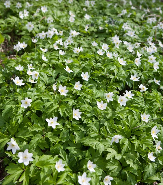 Die ersten Frühlingsblumen - Schneeglöckchen — Stockfoto