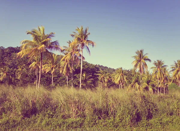 Palmiye ağaçlarının retro etkisi ile yeşil tepeler — Stok fotoğraf