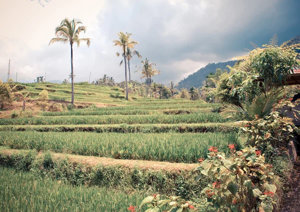Tropiska växter på en kulle, Indonesien. Bali, med en retro effekt — Stockfoto