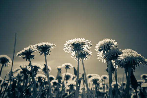 Dandelions retro efektli çayırda — Stok fotoğraf