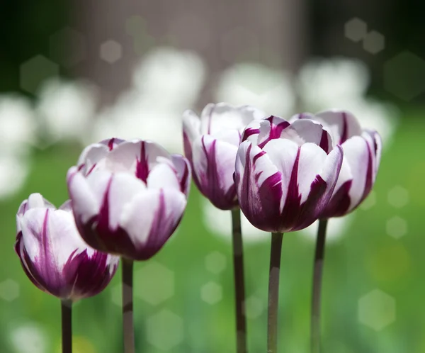 Heldere tulpen in het voorjaar — Stockfoto