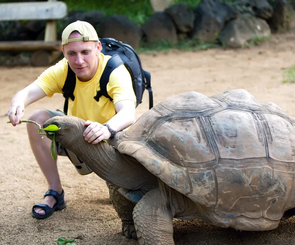 Manden turisten fodrer en skildpadde - Stock-foto