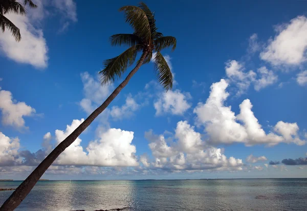 Palm tree bent above waters of ocean. — Stock Photo, Image