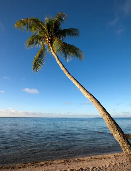 Okyanus, tropik adada palmiye ağaçları. Maldivler. — Stok fotoğraf
