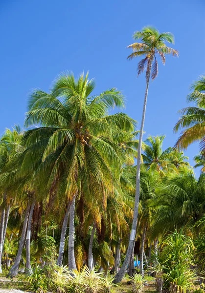 热带岛上的棕榈树 — 图库照片