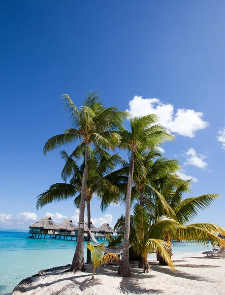 Het eiland met palmbomen in de oceaan — Stockfoto