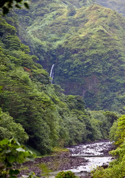 Tahiti.Tropical a természet és a hegyi folyó — стокове фото