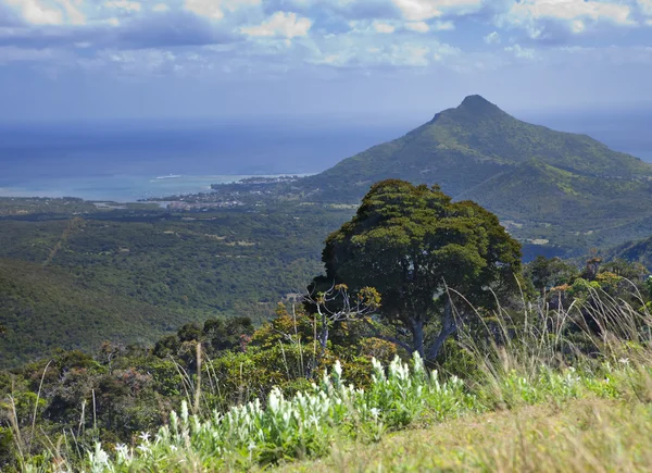 Nature of Mauritius. Wood and mountains. — Stock Photo, Image