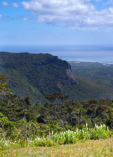 Природа Маврикия. Дерево и горы. — стоковое фото