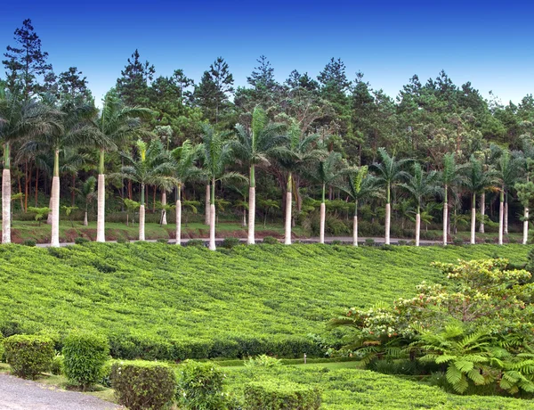 Plantacji herbaty. Mauritius — Zdjęcie stockowe