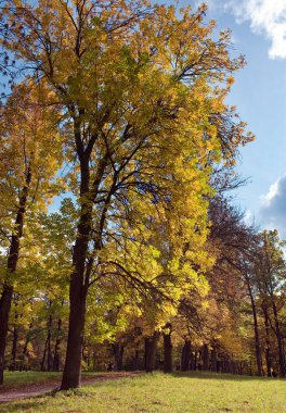 Rusya, gatchina, parlak sonbahar Ağaç Parkı