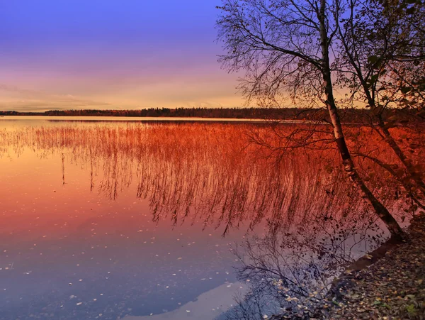 Βράδυ, το φθινόπωρο. ζαχαροκάλαμου στη λίμνη μπλε — Φωτογραφία Αρχείου