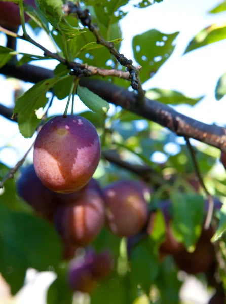 Filialer till ett plommonträd med mogna frukter — Stockfoto