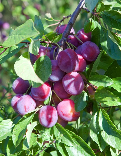 Takken van een pruimenboom met rijp fruit — Stockfoto