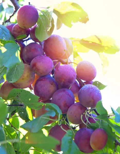 Filialer till ett plommonträd med mogna frukter — Stockfoto