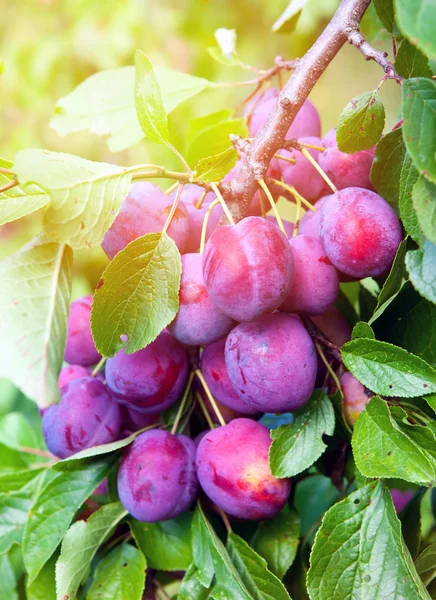 Takken van een pruimenboom met rijp fruit — Stockfoto