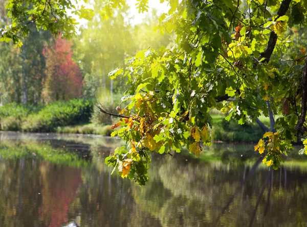 Das helle Herbstholz spiegelt sich im See wider — Stockfoto