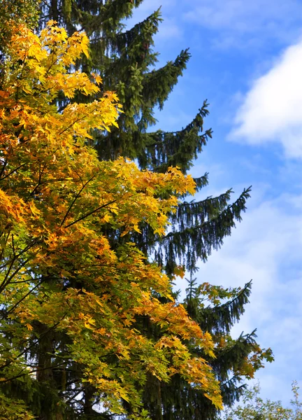 Árbol de otoño brillante en el parque —  Fotos de Stock