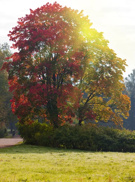 Árbol de otoño brillante en el parque —  Fotos de Stock