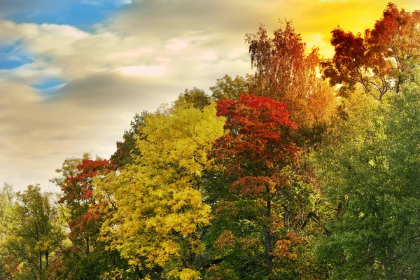 La brillante madera de otoño —  Fotos de Stock