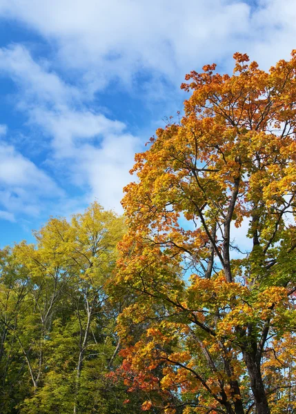 Árbol de otoño brillante en el parque —  Fotos de Stock