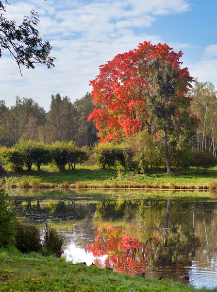 A madeira de outono brilhante reflete-se no lago — Fotografia de Stock