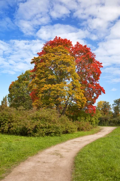 Árbol de otoño brillante en el parque —  Fotos de Stock
