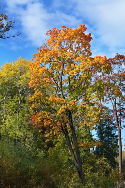 A floresta de outono brilhante — Fotografia de Stock
