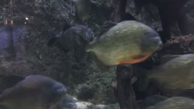 Piranha balıkları tropikal yağmur ormanları nehrinde su altında yüzerler. Suyun altında yırtıcı balık piranası sürüsü. Tehlikeli tatlı su balığı Amazoki.