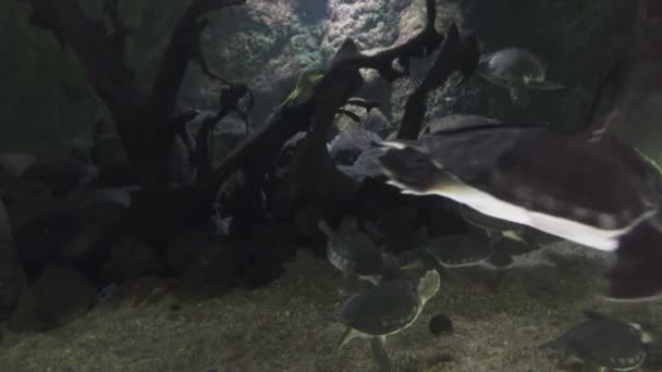 ウミガメ、野生動物の海洋生物熱帯カメ. — ストック動画