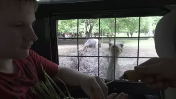 Молодой человек кормит страуса морковкой через окно машины во время сафари — стоковое видео