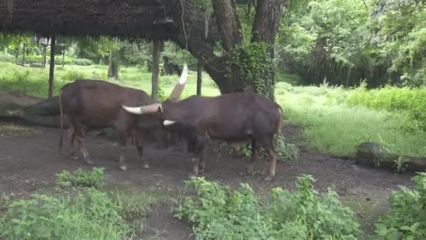 Zwei große erwachsene Büffel wachen Hörner — Stockvideo