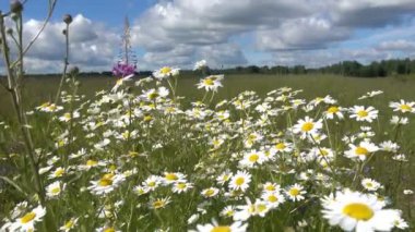 Uçan güneşli bir günde ön planda, tarlada papatya çiçekleri.