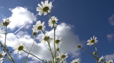 Papatya çiçekleri, güneşli bir yaz gününde beyaz bulutlu mavi gökyüzüne karşı.