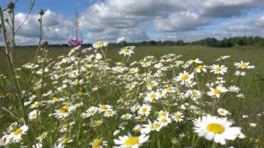 Uçan güneşli bir günde ön planda, tarlada papatya çiçekleri.
