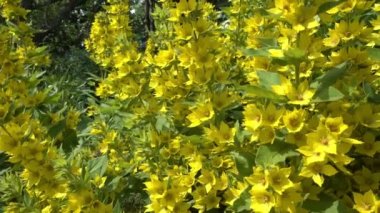 Yaz bahçede Lysimachia Punctata güzel sarı çok yıllık çiçekler büyür