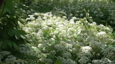 Terk edilmiş eski ahşap köy otlar ve tarla çiçekleri ile kaplanmış bir alanda.