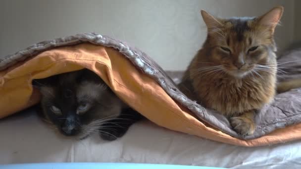 Mekong gato adulto bobtail y somali.Mascotas se acuestan en una cama, uno en una manta el otro en una manta — Vídeos de Stock