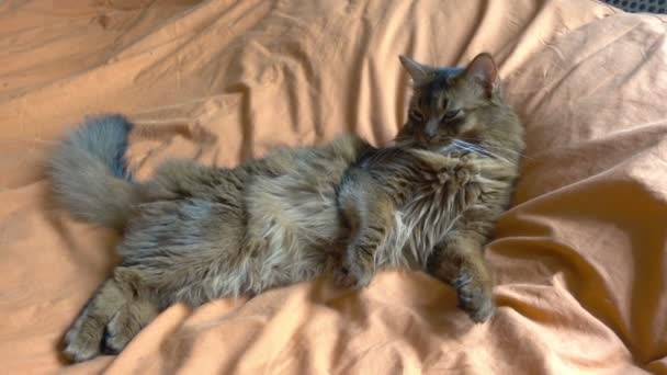El gato rojo somalí yace sobre una manta naranja en los rayos del sol, el gato bosteza y se lava — Vídeos de Stock