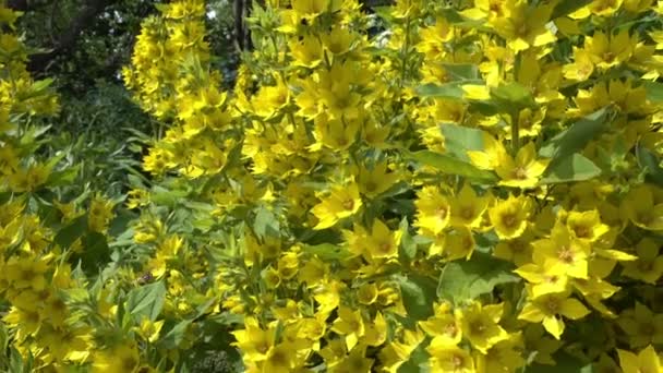 珍珠紫斑的美丽黄多年生花卉在夏季花园中生长 — 图库视频影像
