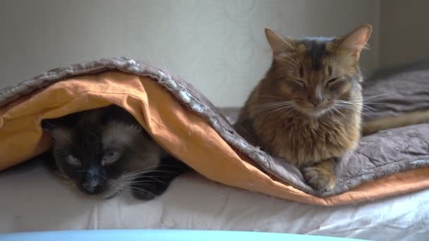Yetişkin kedi mekong kısa kuyruk ve somali. Evcil hayvanlar bir yatağa, biri battaniyeye uzanır. — Stok video