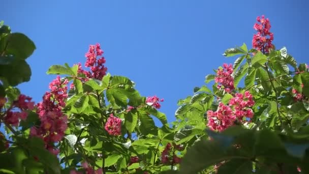Zweige und Zweige mit fleischroten Blüten eines lila, rot blühenden Kastanienbaums im Frühling vor blauem Himmel — Stockvideo
