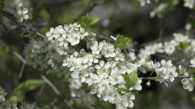 Çiçek açan kiraz ağaçları beyaz çiçekler ve yeşil yapraklarla güneşli bir bahar günü 4K UHD