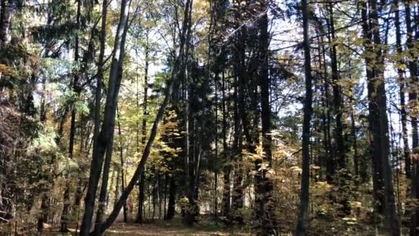 Levelek hullanak a fákról egy napsütéses őszi napon a kék égre, Dolly Zoom — Stock videók