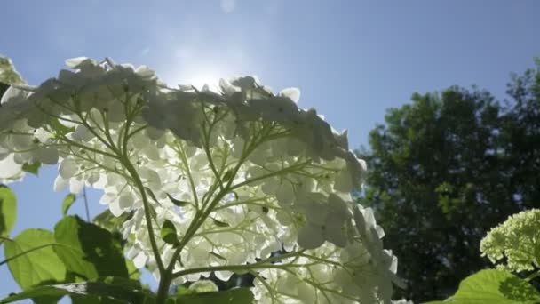 Bílá hortenzie květinový pohled zdola na pozadí modré oblohy a slunce — Stock video