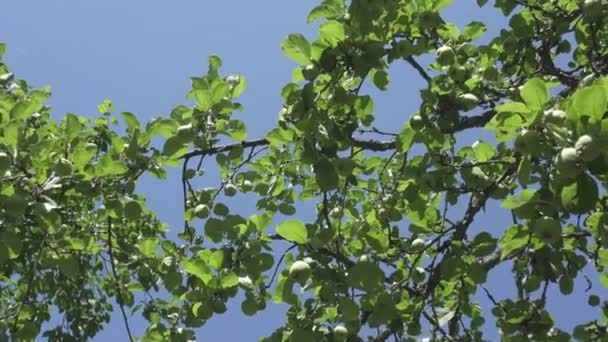 Elma ağacı görünümündeki yeşil olgunlaşmamış elmalar mavi bir gökyüzünün arka planına karşı — Stok video